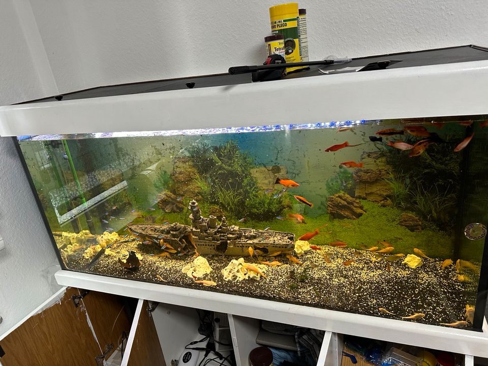 Aquarium mit 200stk Fisch in Remscheid