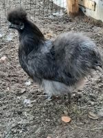 Zwergseidenhuhn Hahn Splash und Henne blau Brandenburg - Spremberg Vorschau