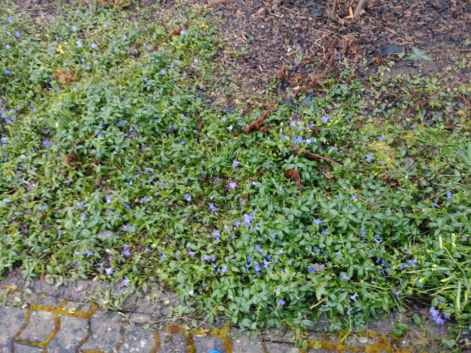 TAUSCHE - Bodendecker gegen andere Pflanzen Stauden f. den Garten in Saarlouis