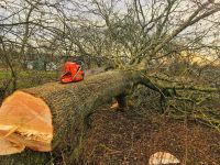 Sturmschaden Beseitigung Baumfällung gefahrenfällung Fällung Mecklenburg-Vorpommern - Jabel Vorschau