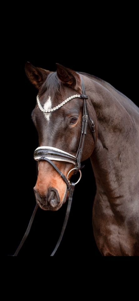 Krokolack Trense B Ware COB/PONY in Osnabrück