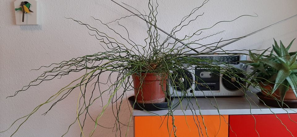 Liebeslocke - Korkenzieherbinse - Juncus effusus 'Spiralis' in Darmstadt