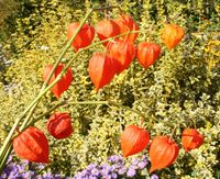 20x rote Lampionblume - Physalis Deko Trocknen - winterhart Sachsen - Sehmatal-Cranzahl Vorschau