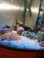 Aquarium mit Fischen Hessen - Weiterstadt Vorschau