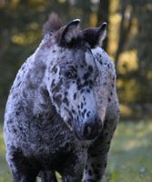 Irish Cob Partbred Hengst Smoky Black Appaloosa Spotted Brandenburg - Wittstock/Dosse Vorschau