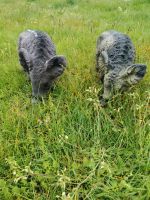 Kleine Wildschweine Sachsen - Mügeln Vorschau