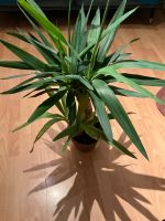 Yuccapalme Yucca elephantipes Zimmerpflanze 90 cm Palmlilie Hessen - Marburg Vorschau