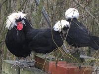 Grosser Holländischer Haubenhuhn Hahn / weisshauben hahn Baden-Württemberg - Markdorf Vorschau