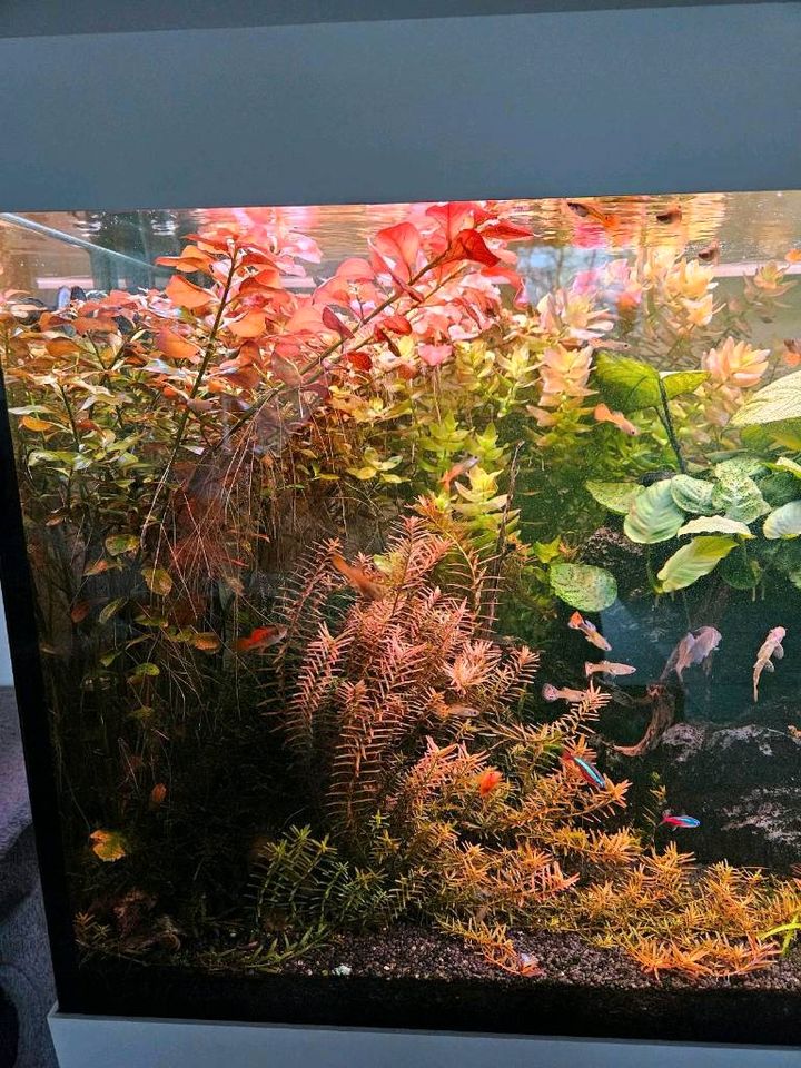 Aquarium Pflanzen  Triebe abzugeben in Gladbeck