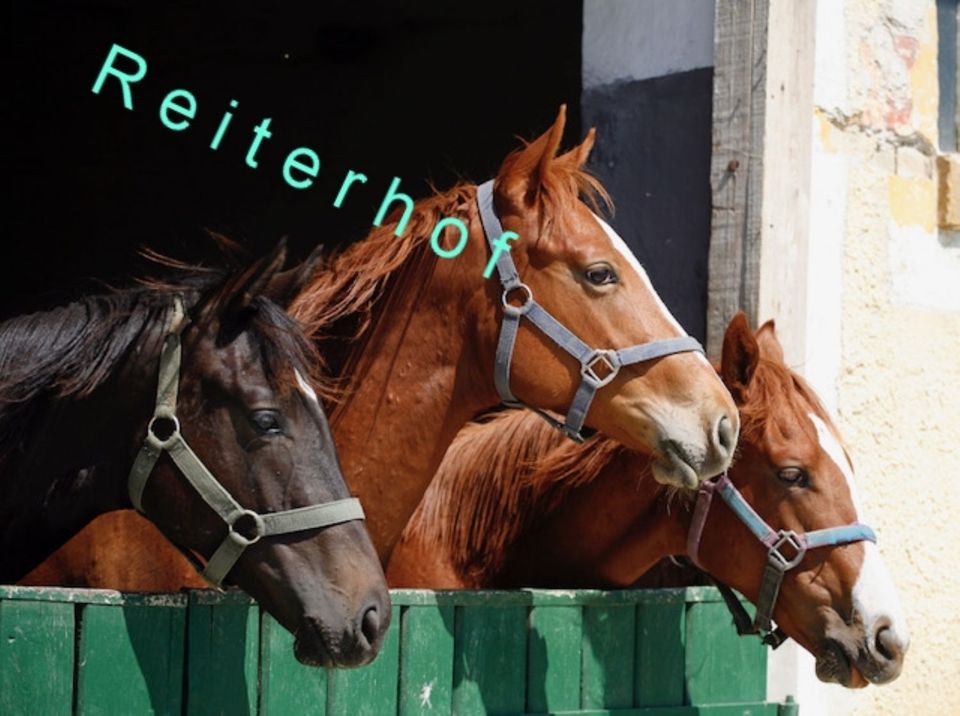 Ihr Traum vom Reiterhof kann Wirklichkeit werden in Verden