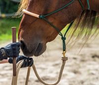 Mobiler Reitunterricht Reitstunde Pferdetraining Aachen - Kornelimünster/Walheim Vorschau