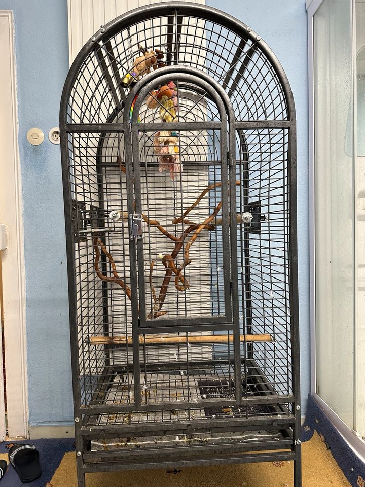 Papagei Käfig in Glauburg