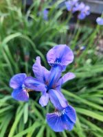 Kleine lila Iris Leipzig - Möckern Vorschau