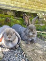 3 Kaninchen suchen liebevolles, artgerechtes zuhause Rheinland-Pfalz - Konz Vorschau