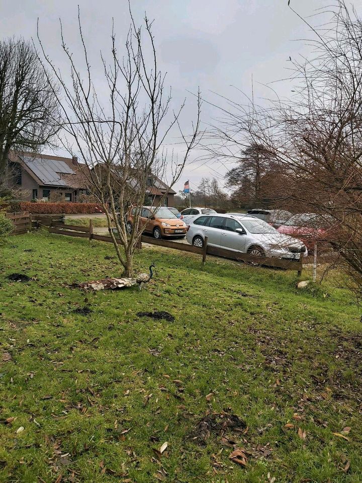 Fehnhuis boerderij in Moormerland