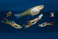 Endlerguppys Niedersachsen - Bösel Vorschau