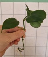 Philodendron Scandens Berlin - Spandau Vorschau