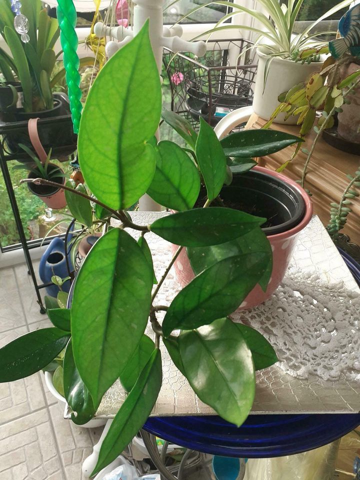 HOYA CARNOSA, WACHSBLUME, PORZELLANBLUME in Stuttgart