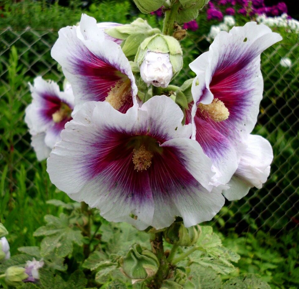 Bauern-/Naturgarten*Stockrosen-Samen*große Blüten*versch. Farben* in Harra