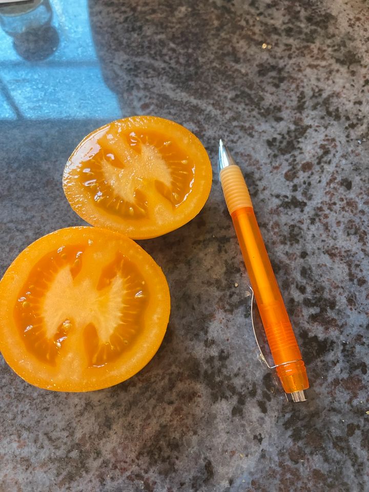 Saatgut gelbe Tomate in Meißenheim