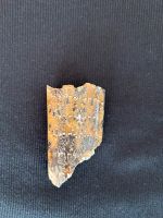 Amonit Bakulit Fossil Baden-Württemberg - Sigmaringendorf Vorschau