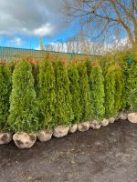 Thuja Smaragd 140-160 cm Hansestadt Demmin - Demmin Vorschau