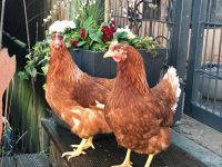 Geflügelverkauf Hühner Enten Wachteln Puten Gänse Perlhühner Bayern - Untrasried Vorschau