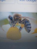 Bienenvolk Carnica Bayern - Krumbach Schwaben Vorschau