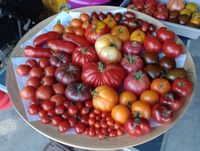 Besondere Tomatenpflanzen vom Gärtner Nordrhein-Westfalen - Velbert Vorschau