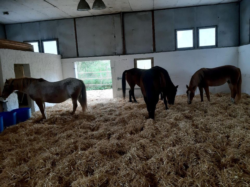 Freie Boxen in kleiner Stallgemeinschaft in Dahlen