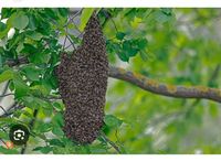 Bienenschwarm in ihren GARTEN Bayern - Gangkofen Vorschau