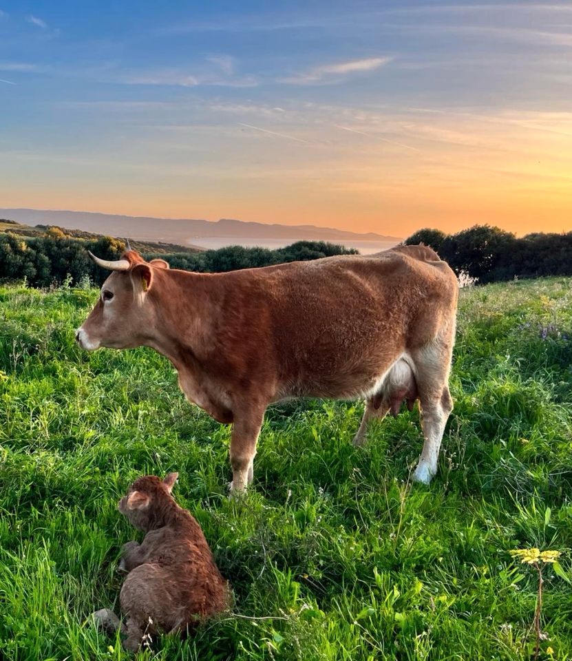 Nord-Sardinien Ferienhäuser in allen Variationen in Badendorf Holstein