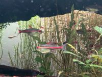 Glühlichtsalmler Fische Schwarm zu verkaufen Baden-Württemberg - Mannheim Vorschau