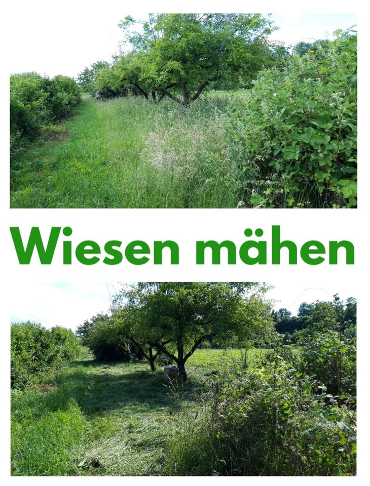 Baumfällung, Baumpflege, Heckenschnitt, Gartenpflege, Rasenpflege in Besigheim