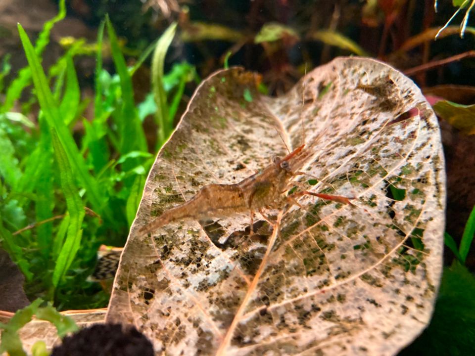 Ringelhandgarnelen (Macrobrachium Assamense) in Waldfeucht