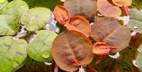 Schwimmpflanzen Aquarium Phyllanthus fluitans Baden-Württemberg - Freiburg im Breisgau Vorschau