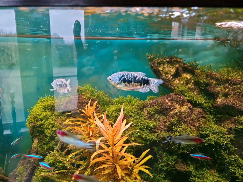 Aquarium komplett in Nordhorn