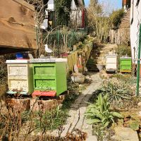 1 Bienen-volk Zander Wirtschaftsvolk zweizargig Imkerei Hessen - Weilrod  Vorschau
