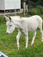 Pepper, *05.Mai 2023, Hengst sucht Dich ♥️, Stm. 1 Meter Schleswig-Holstein - Wittenborn Vorschau