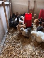 Seidenhühner, Hennen, Junghennen zu verkaufen Nordrhein-Westfalen - Rietberg Vorschau