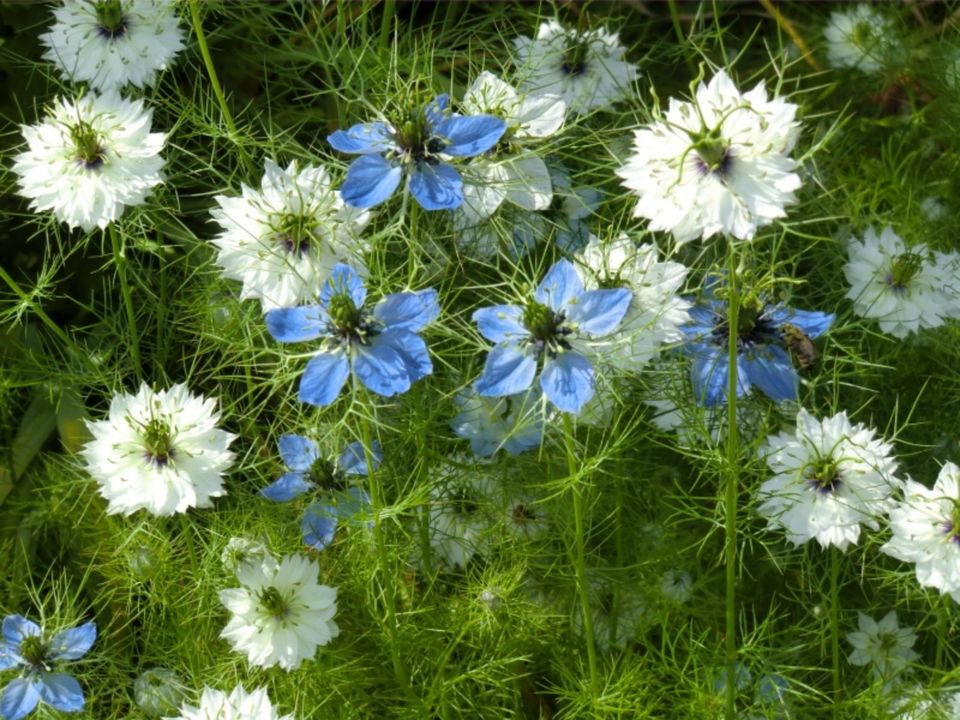 Jungfer im Grünen, Jungpflanzen, einjährige Gartenblume in Chemnitz