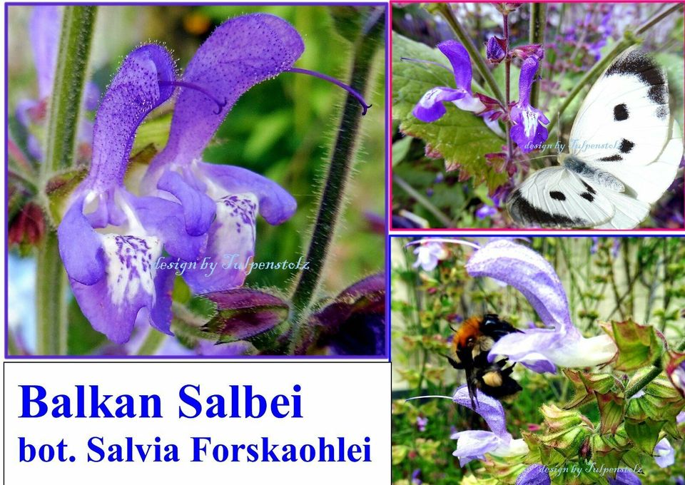 ♥ Salvia Forskaohlei blau Honig Salbei Samen,winterharte Staude in Hamburg