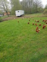 Eier Hühnereier Freilandhaltung Freilandeier Vellahn - Bennin Vorschau