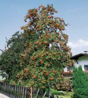 Gemeine Eberesche Vogelbeere Alleebaum Parkbaum Sorbus aucoparia Nordrhein-Westfalen - Simmerath Vorschau