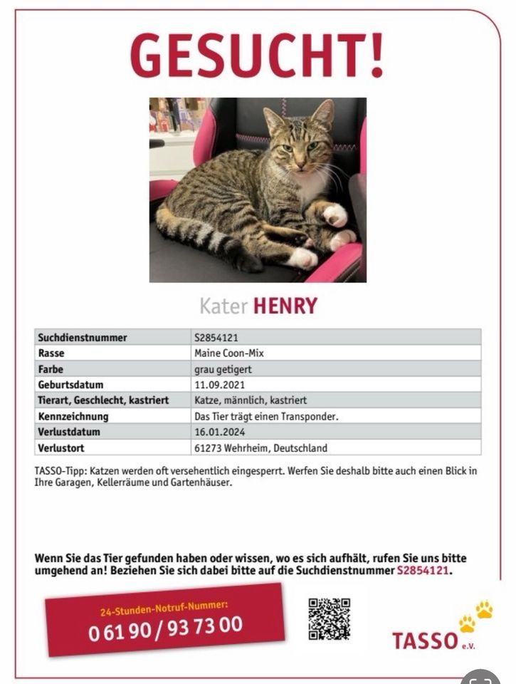 Kater Henry wird schmerzlich vermisst ! in Wehrheim