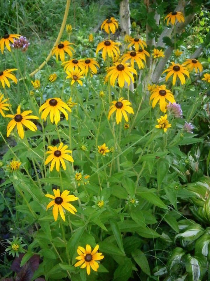 STAUDENSAMEN: LEUCHTENDER SONNENHUT (Rudbeckia fulgida) in Lutherstadt Wittenberg