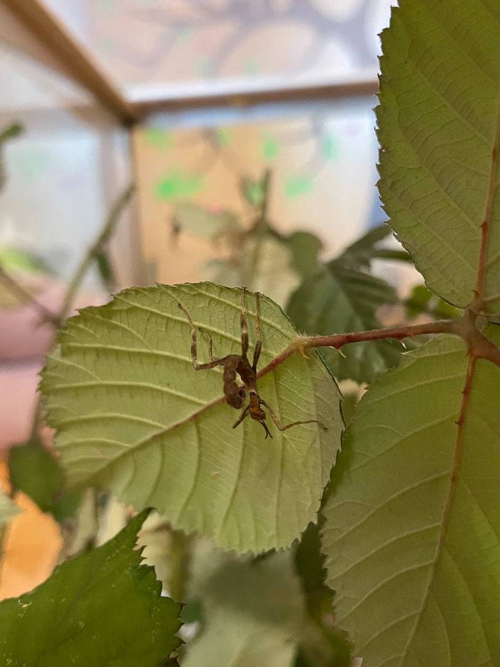 Gespenstschrecke Extatosoma tiaratum lichen Eier und Jungtiere in Baden-Baden