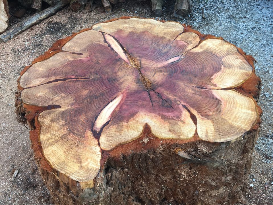 Mammut  XXL Baum Tisch Groß Küche Trocken in Pottenstein