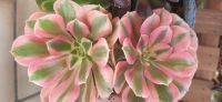 Aeonium pink witch Sukkulente Bayern - Steinach b. Straubing Vorschau