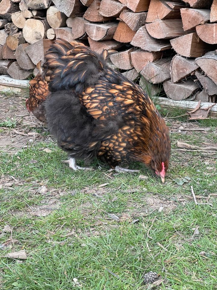 Große Orpington GSG Huhn Bruteier in Rüthen